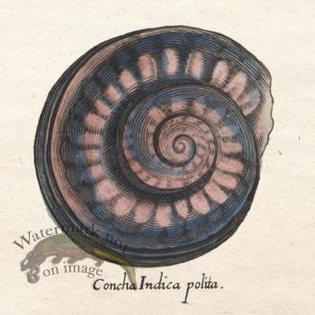Merian Shell 6